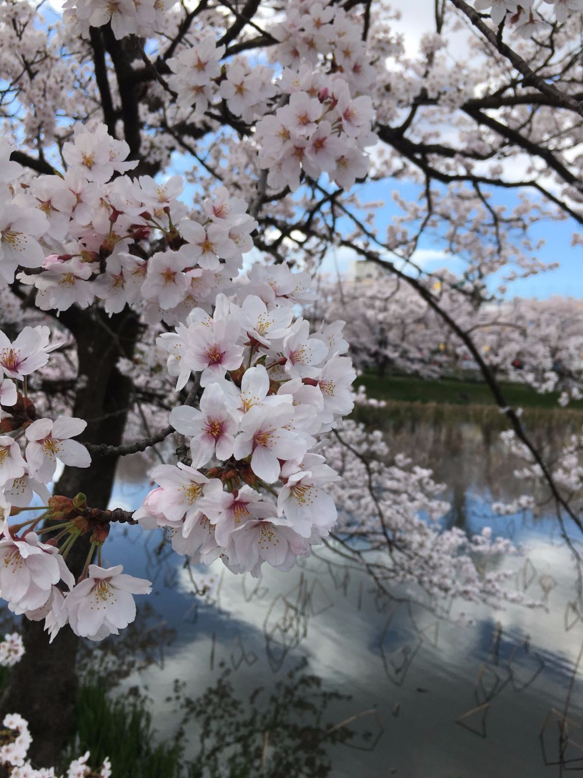 高田桜２.jpg